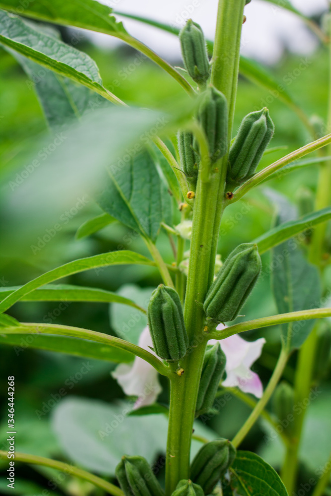 Sesame seed flower on tree in the field. Sesame seed flower on tree in the field.
