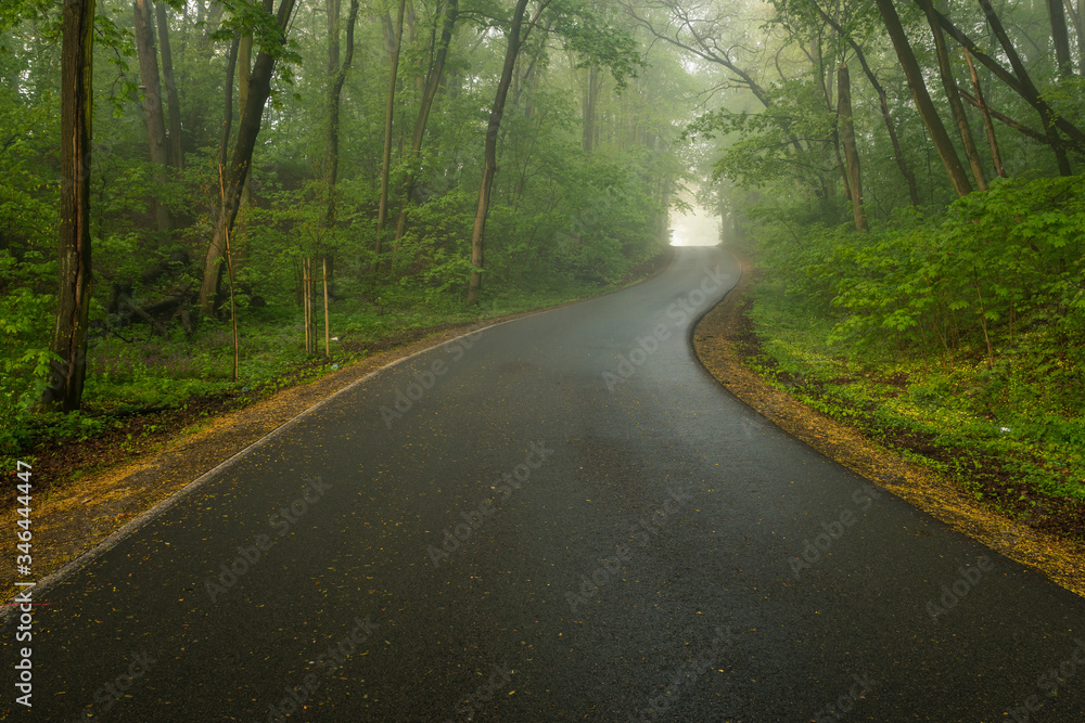 Road through the forest on a foggy morning near Konstancin-Jeziorna, Mazowieckie, Poland Road through the forest on a foggy morning near Konstancin-Jeziorna, Mazowieckie, Poland