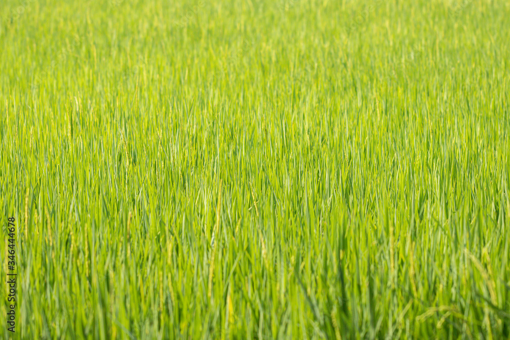 Obraz premium Rice field green background.Beautiful green wallpaper.