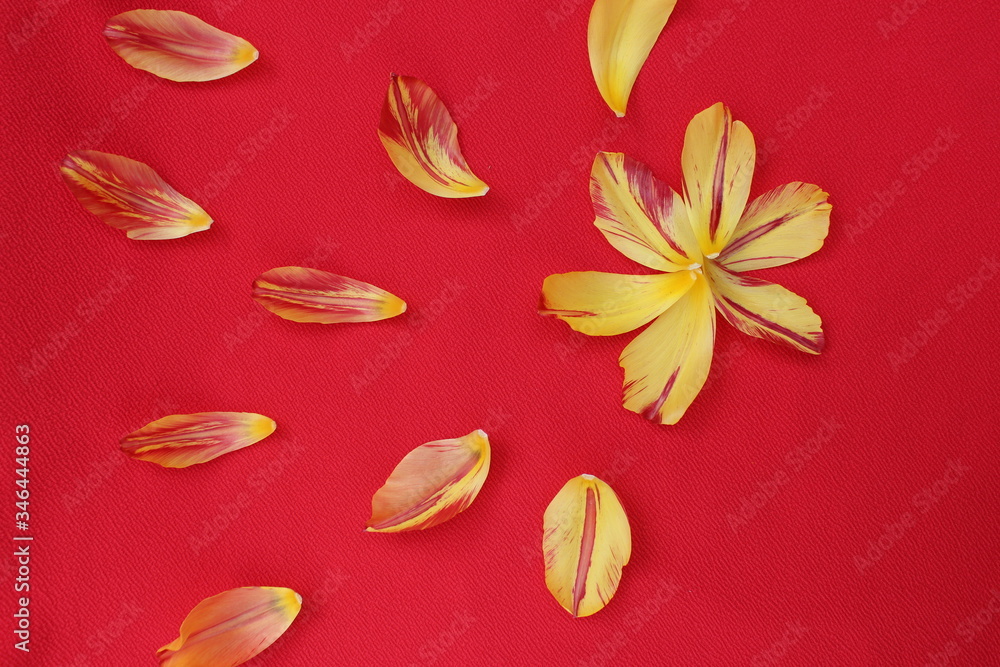 Tulip petals on a red background. The tulip petals are flying in a circle on isolated
