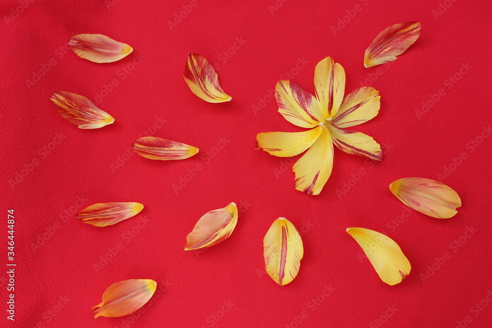 Tulip petals on a red background. The tulip petals are flying in a circle on isolated