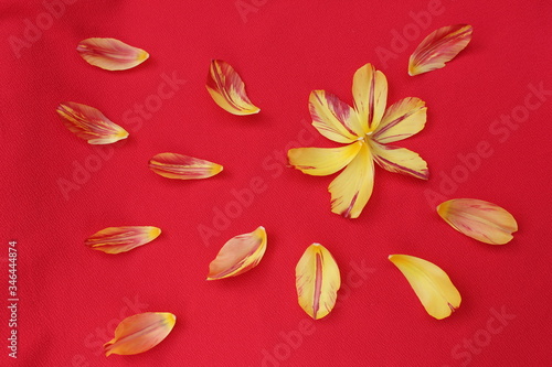 Obraz na płótnie Tulip petals on a red background. The tulip petals are flying in a circle on isolated w salonie