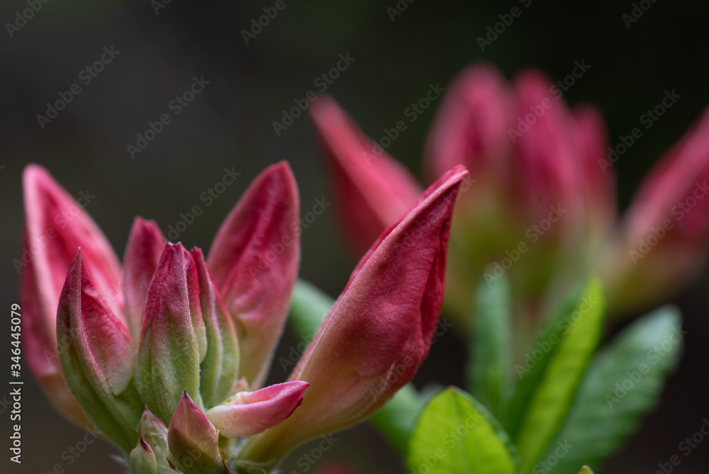 Rhododendron Magic Rhododendron Magic