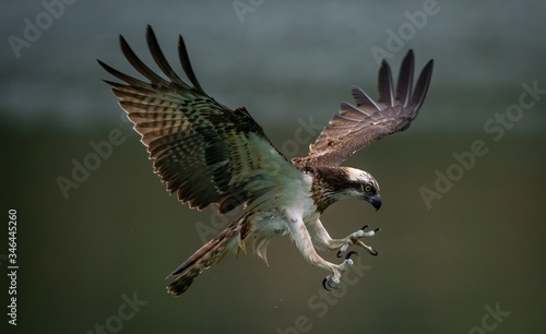 Valokuva Amazing picture of an osprey or sea hawk trying to hunt