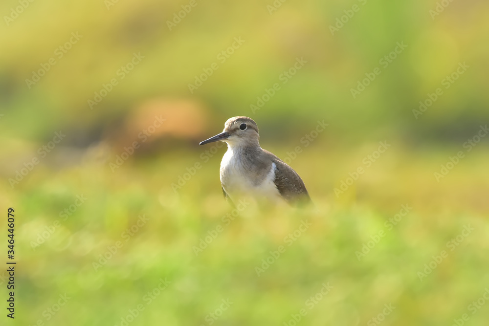 Green sandpiper with nature, The green sandpiper is a small wader of the Old World. Green sandpiper with nature, The green sandpiper is a small wader of the Old World.