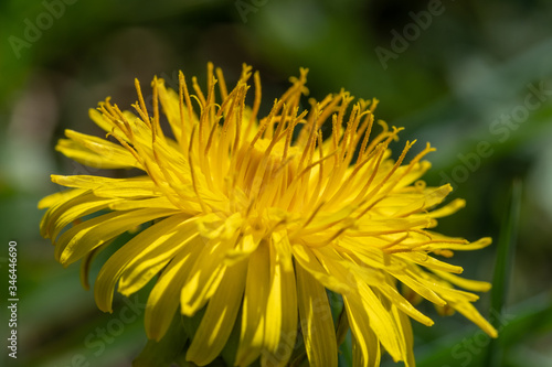 Makro eines bl  henden L  wenzahn im Fr  hling  lat. Taraxacum sect. Ruderalia  mit Pollen und Bl  tenstaub