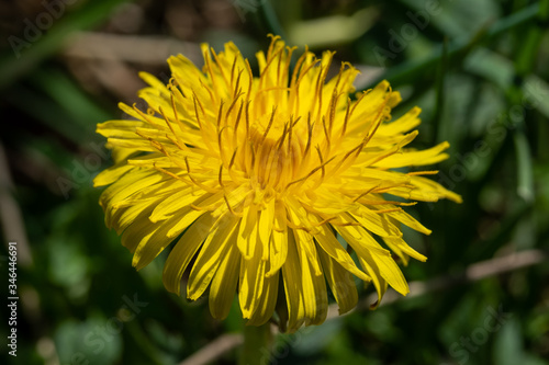 Makro eines bl  henden L  wenzahn im Fr  hling  lat. Taraxacum sect. Ruderalia  mit Pollen und Bl  tenstaub