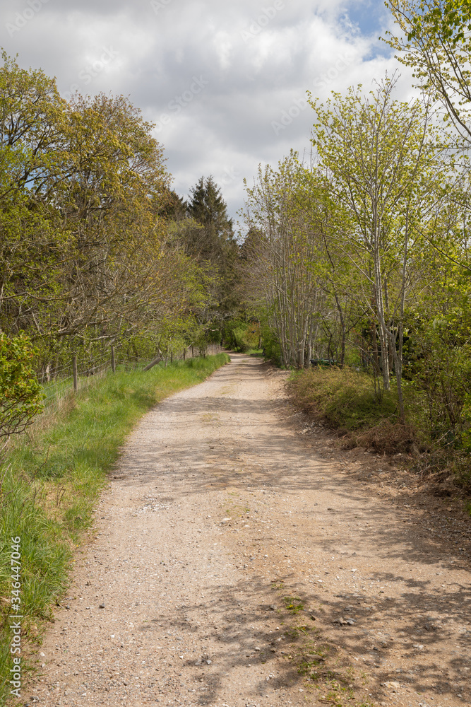 Path into the woods, in the spring nice green colors Path into the woods, in the spring nice green colors