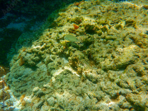 A dip in the sea. Seabed of the Mediterranean