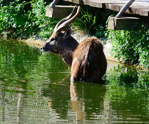 Photos Sitatunga, antelope nakong male