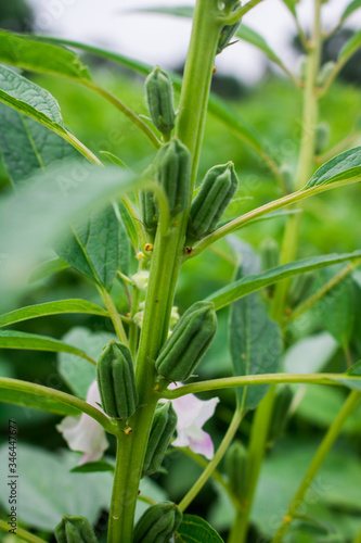 Sesame seed flower on tree in the field  Sesame a tall annual herbaceous plant of tropical and subtropical areas cultivated for its oil-rich seeds.