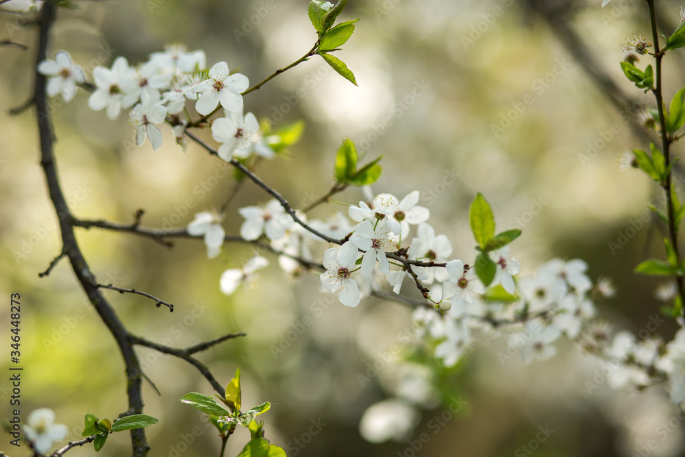 Blooming plum in the garden Blooming plum in the garden