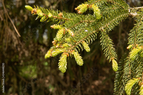 pine tree blooming in the spring
