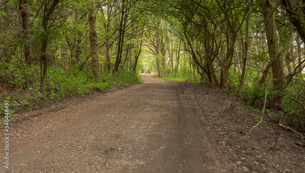 Path into the woods, in the spring nice green colors Path into the woods, in the spring nice green colors