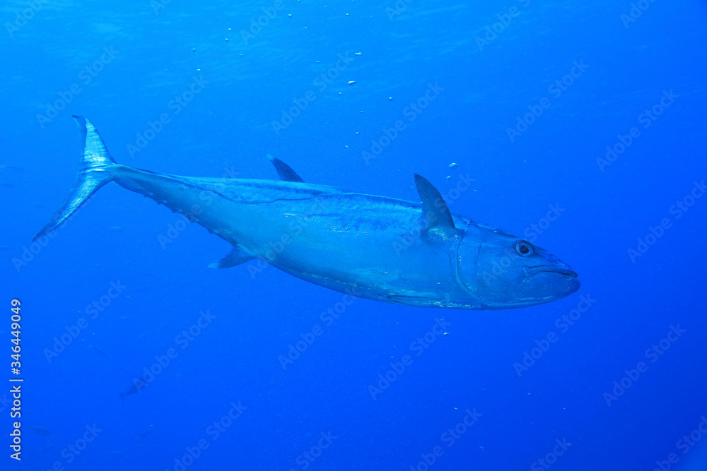 Naklejka premium Dogtooth tuna fish