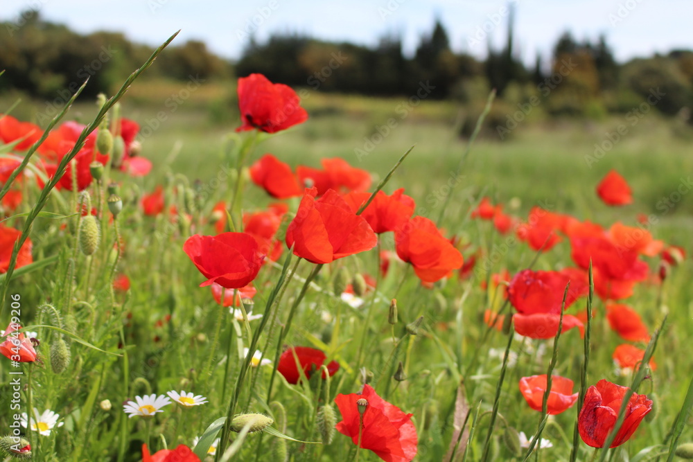 Obraz premium champs de coquelicots