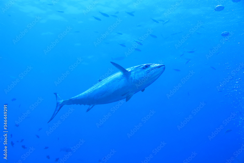 Fototapeta premium Dogtooth tuna fish