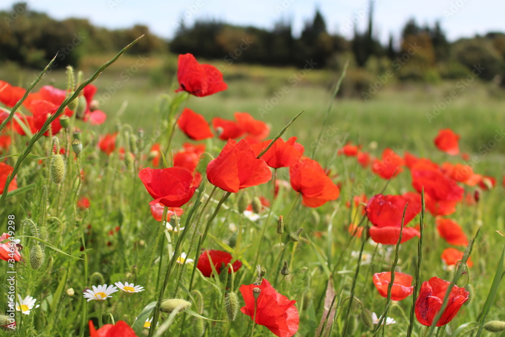 Fototapeta premium champ de coquelicots