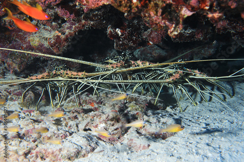 Spiny lobsters or Painted rock lobsters