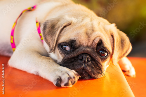 Fototapeta Naklejka Na Ścianę i Meble -  Close-up of a brown pug puppy lying lonely.