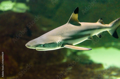 grey reef shark with black fins
