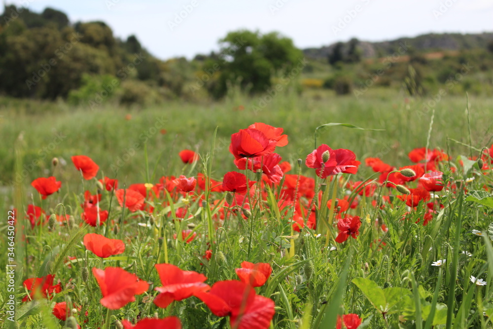 paysage de coquelicots