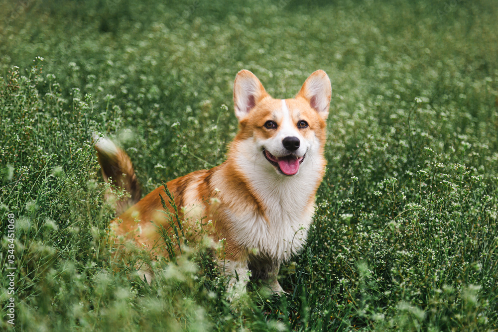 Beautiful red happy corgi dog sitting in the field in grass smiling in spring Beautiful red happy corgi dog sitting in the field in grass smiling in spring