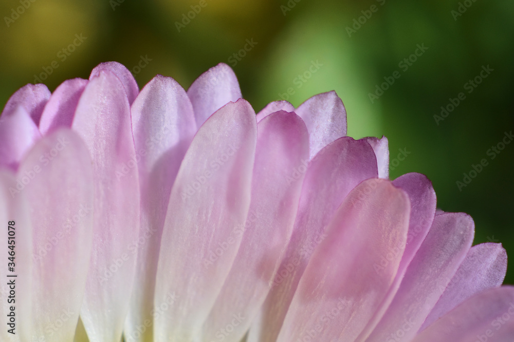 Slightly pink daisy petals in a subtle close-up and greenish background