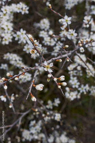 Prunus spinosa in bloom