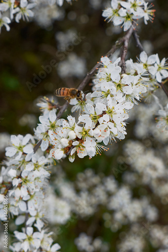 Prunus spinosa in bloom