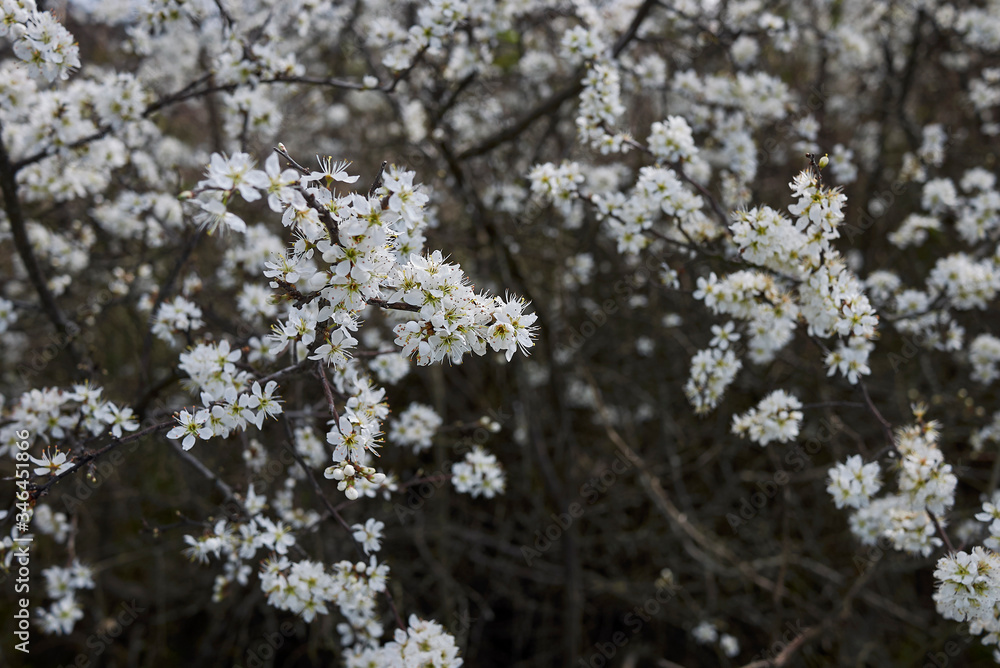 Prunus spinosa in bloom Prunus spinosa in bloom