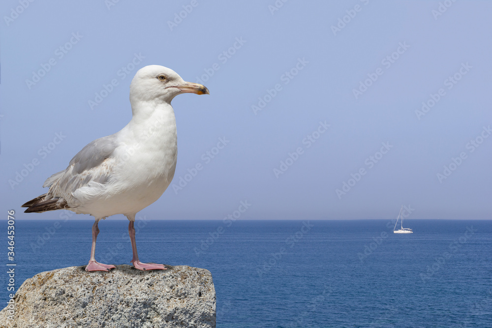 seagull standing on the rock and sea in background seagull standing on the rock and sea in background