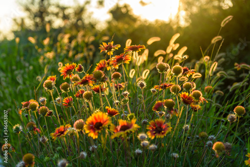 yellow-red flowers and plants in the setting sun