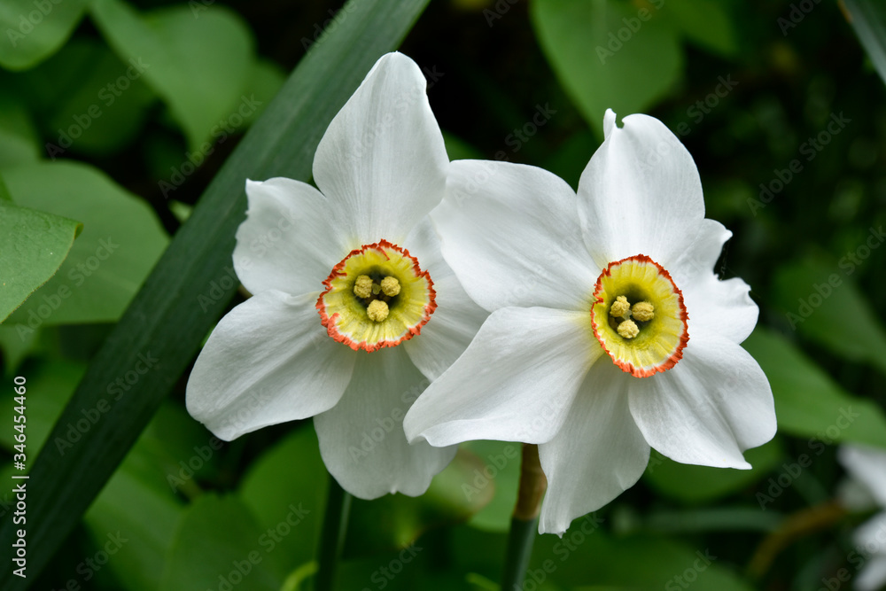 Fleur parfumée du Narcisse des poètes