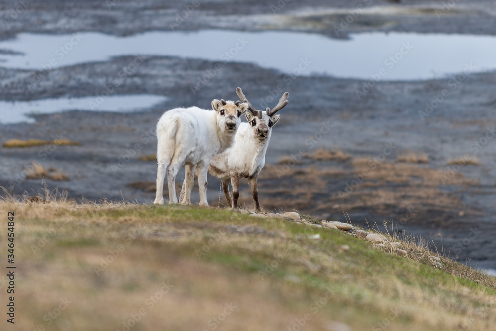 Obraz premium Wild reindeers mother and cub in tundra at summer time