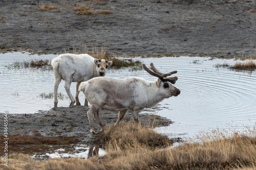 Fototapeta Naklejka Na Ścianę i Meble -  Wild reindeers mother and cub in tundra at summer time