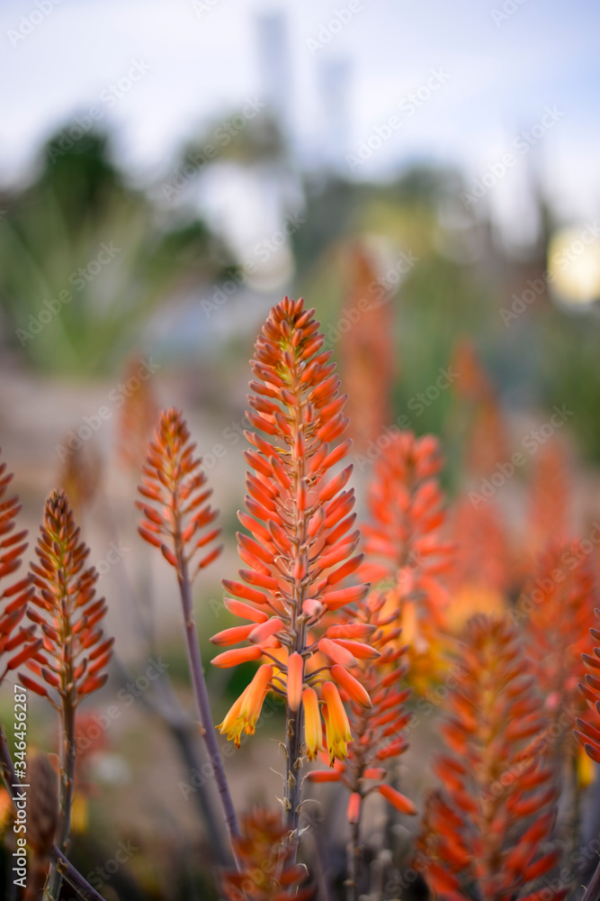 beautiful tropical flowers on a blurred background beautiful tropical flowers on a blurred background