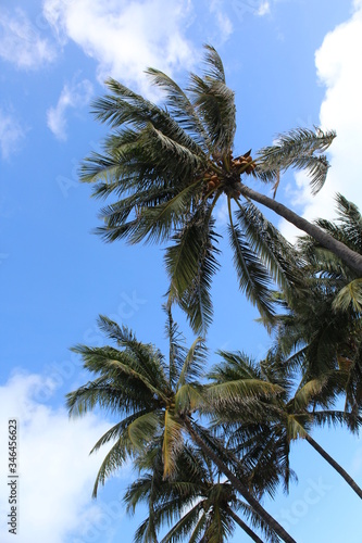 Palme tropicali a Miami con sfondo di cielo blu con nuvole