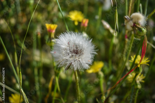 Dandelion    It is a small herbaceous and perennial plant usually treated as weed