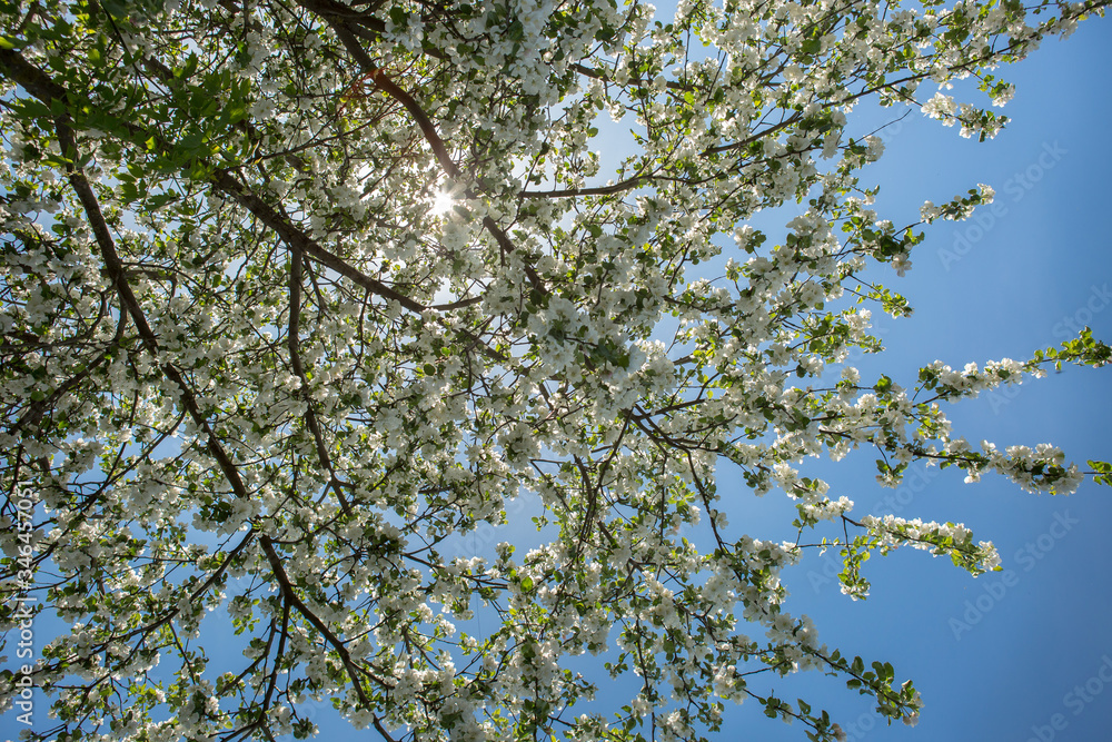 Blooming apple tre in the garden Blooming apple tre in the garden