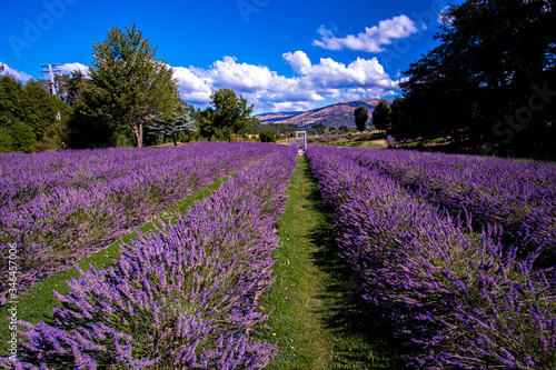 Lavender field, New Zealand