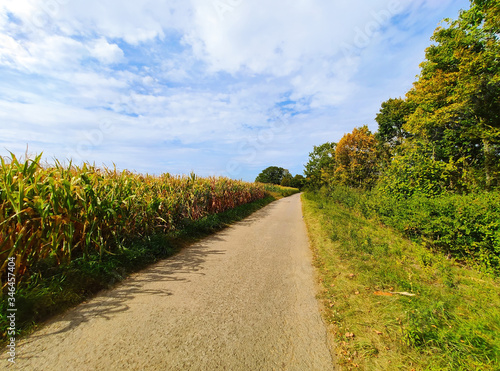 Path and corn field © aldorado
