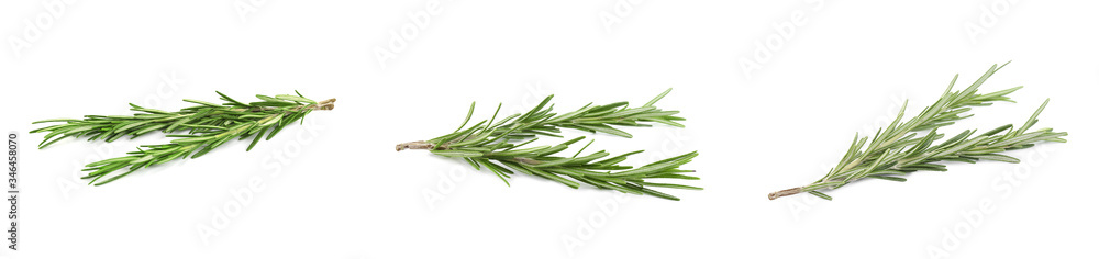 Set of fresh green rosemary on white background Set of fresh green rosemary on white background