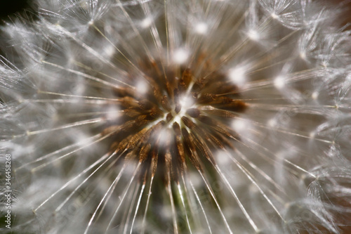 Dandelion Seedhead, taken in Wiltshire, UK. © Jenny Grewal