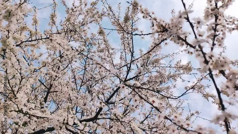 White apricot flowers bloom on tree in the rays of sunlight. Vertical video White apricot flowers bloom on tree in the rays of sunlight. Vertical video