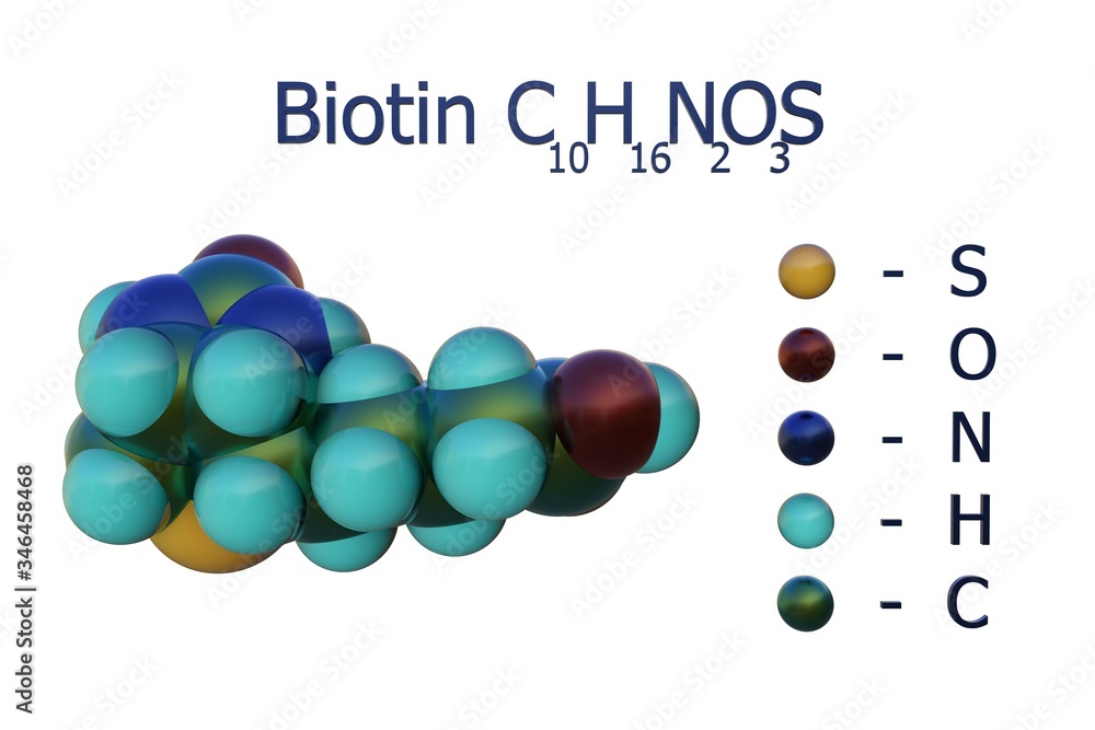 Structural chemical formula and spacefilling molecular model of biotin