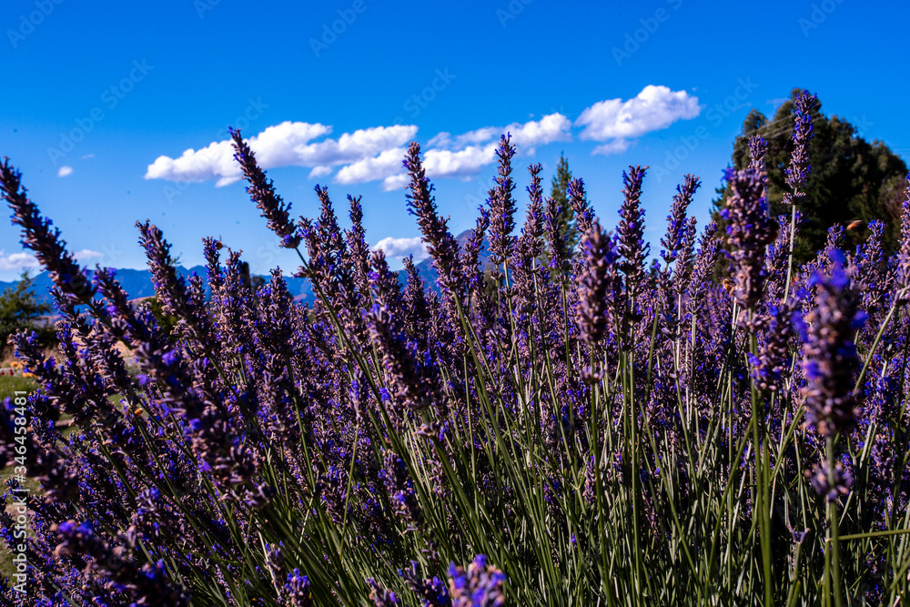 Fototapeta premium Lavender field, New Zealand