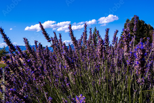 Lavender field  New Zealand