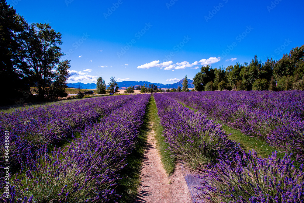 Fototapeta premium Lavender field, New Zealand