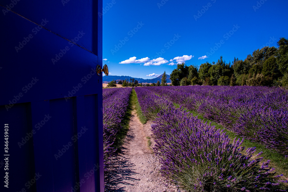 Fototapeta Lavender field, New Zealand